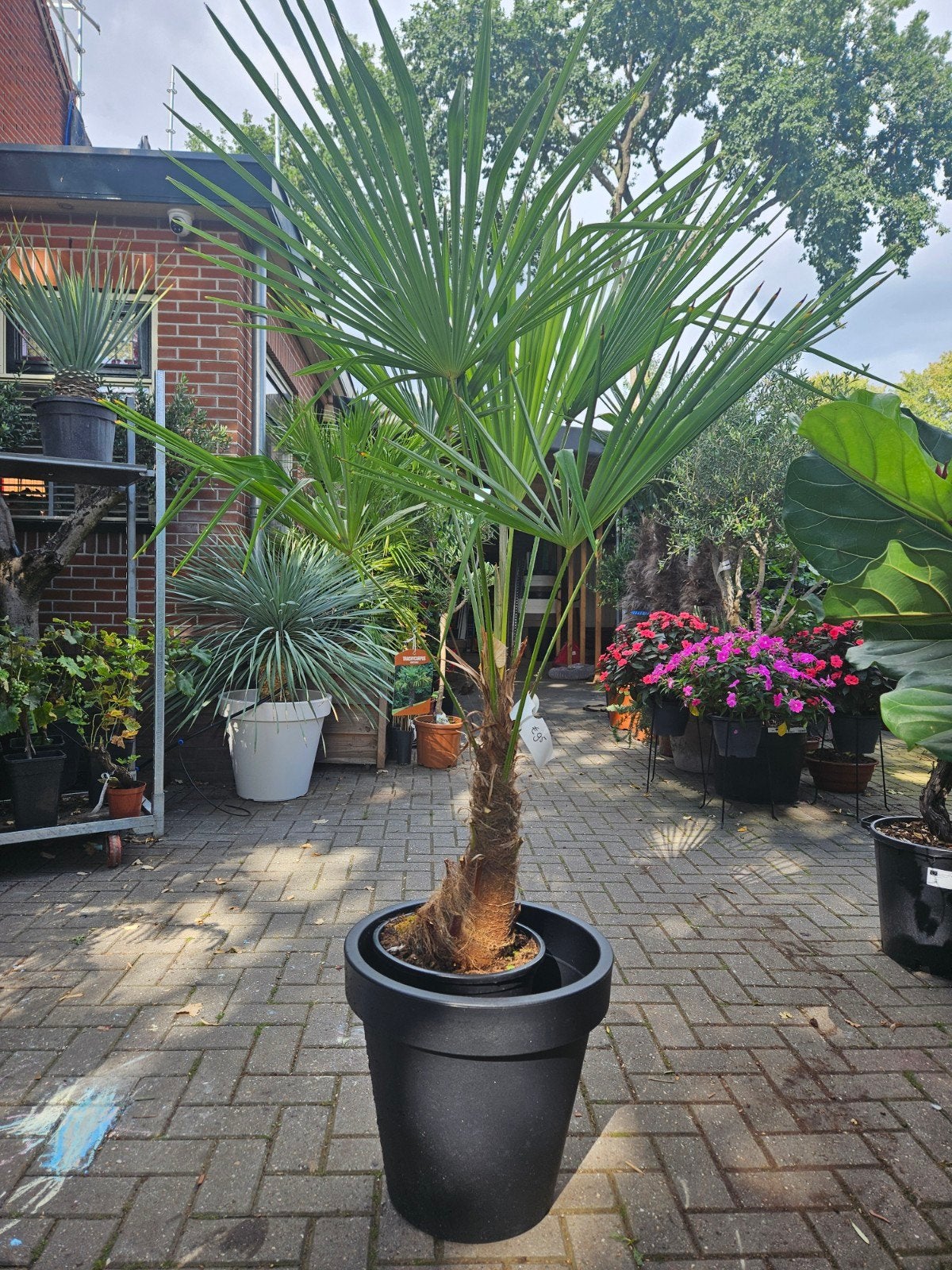Winterharde palmen 70cm stam gratis bezorgd in/om Hilversum, Volle zon, Ophalen of Verzenden, 100 tot 250 cm, Zomer