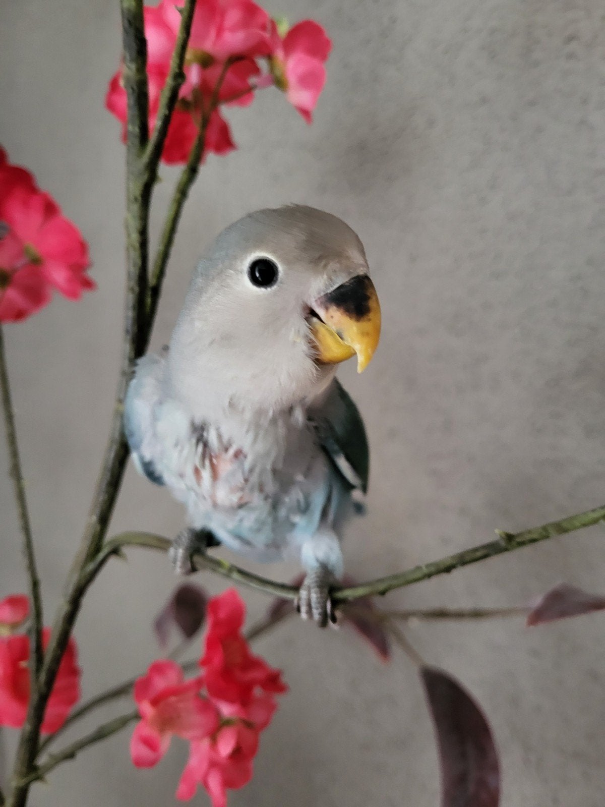 Super tamme agapornis roseicolli popje met dna, Vrouwelijk, Dwergpapegaai of Agapornis, Geringd