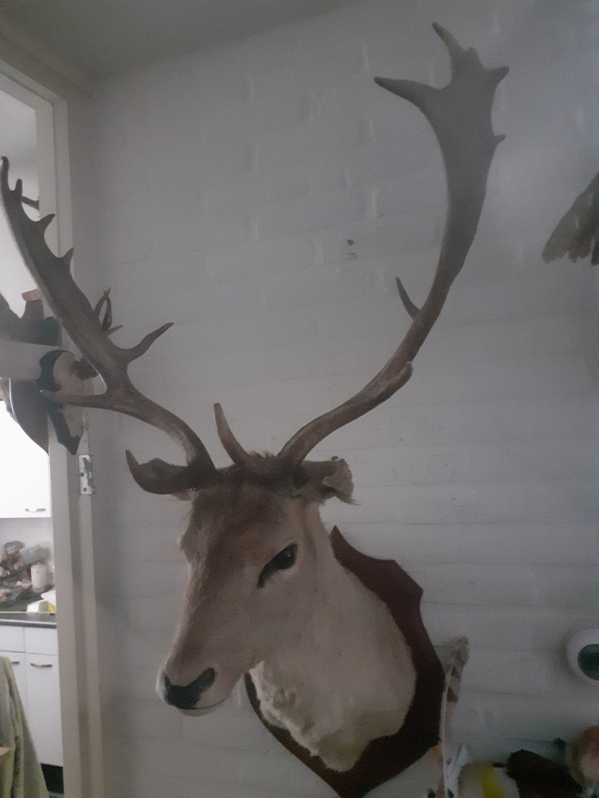 Luxe taxidermie,  opgezette damhert kop op houten schild, Verzamelen, Dierenverzamelingen, Ophalen, Zo goed als nieuw, Hert, Gewei of Kop