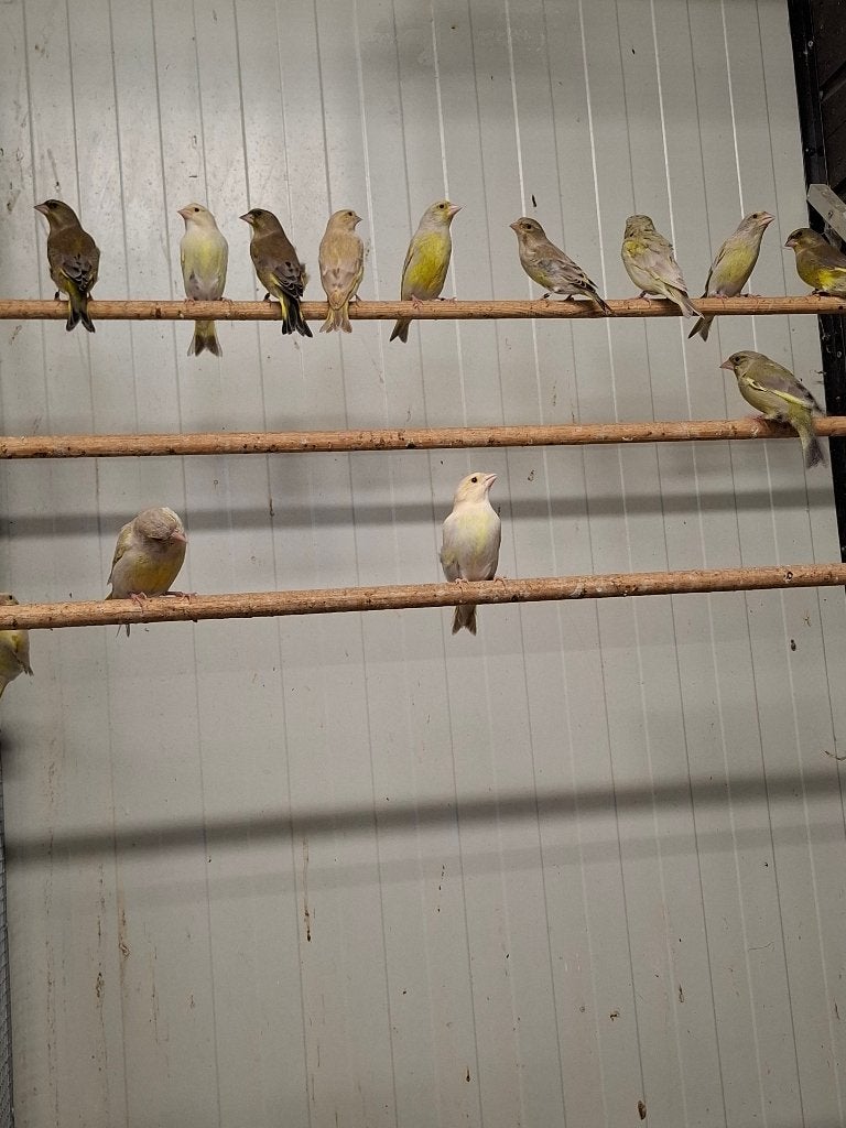 Groenlingen in diverse kleuren, Meerdere dieren, Wildzangvogel, Geringd