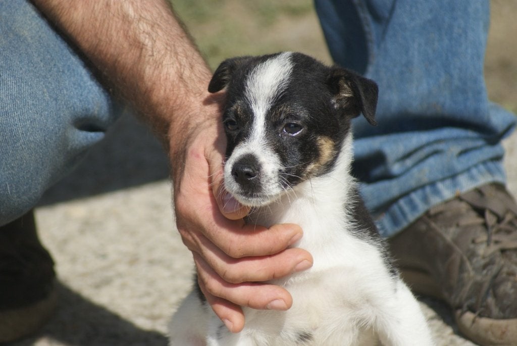 Sammy, Dieren en Toebehoren, Particulier, Reu, 8 tot 15 weken, Buitenland