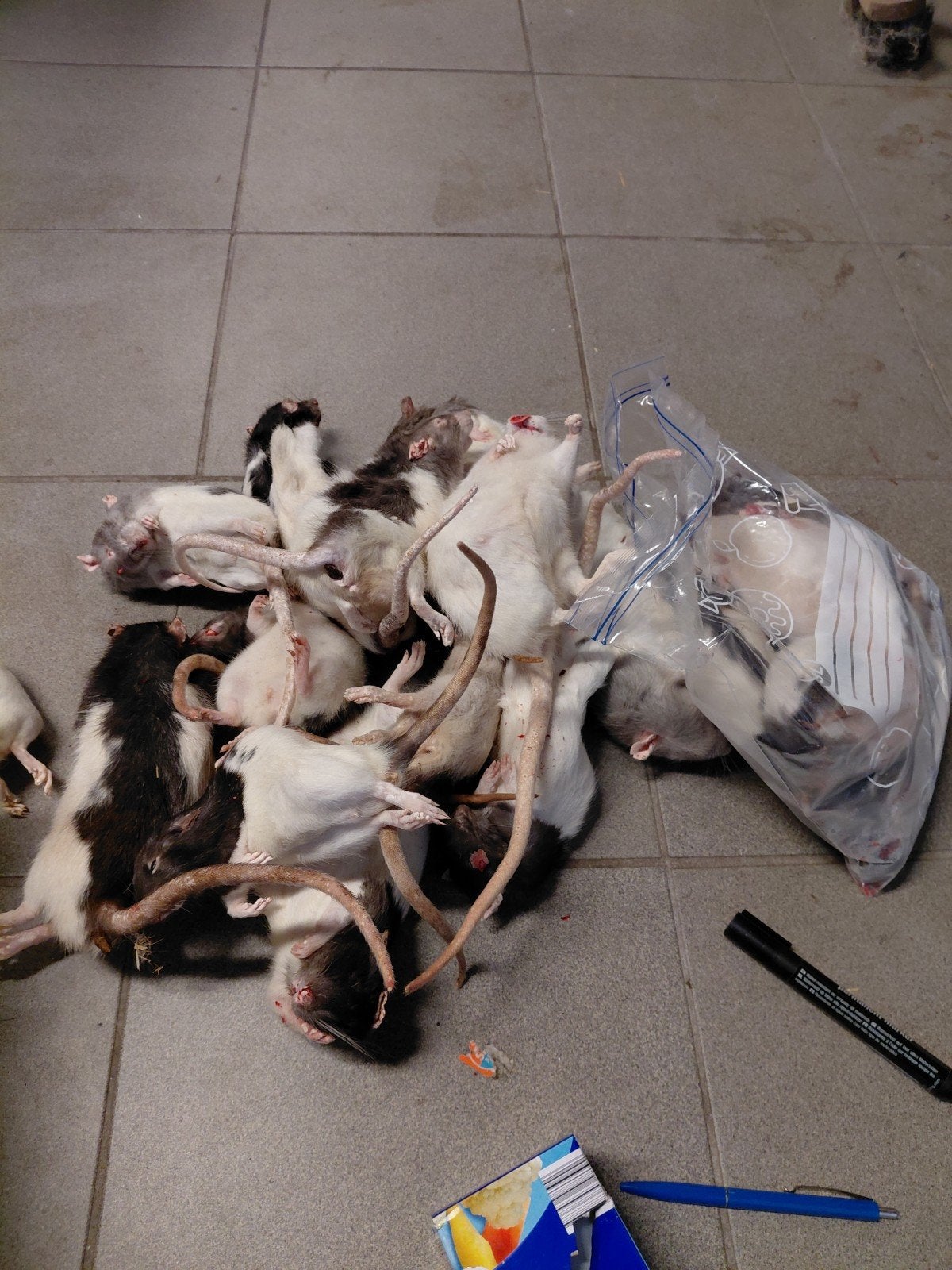 Diepvries ratten wegens overschot KOOPJE 50euro, Ophalen of Verzenden, Overige typen