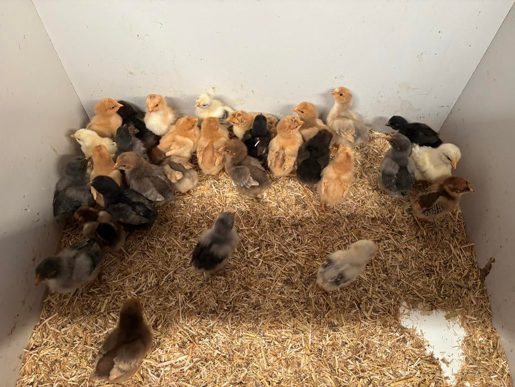 Orpington groot kuikens, Dieren en Toebehoren, Pluimvee, Meerdere dieren, Kip