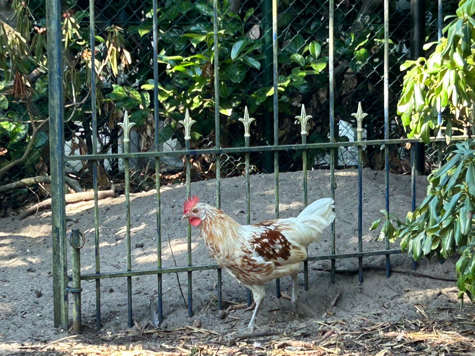 Raszuivere Friese hoen hen en haan, Dieren en Toebehoren, Meerdere dieren, Kip