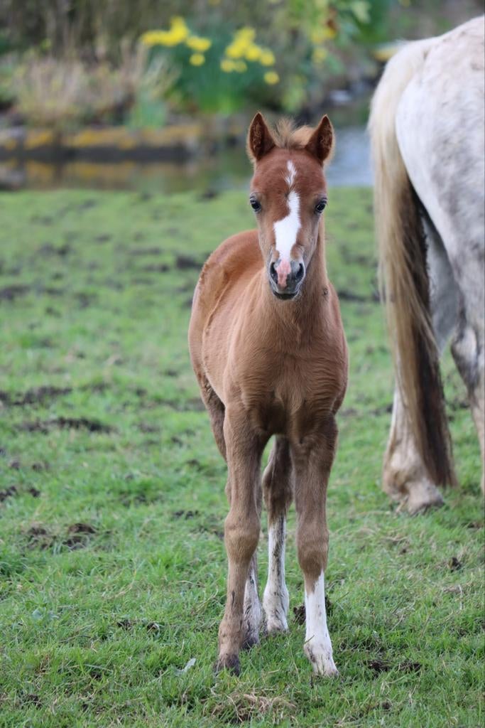 Welsh A hengstveulen te koop, Dieren en Toebehoren, Hengst, B pony (1.17m tot 1.27m), Met stamboom, 0 tot 2 jaar