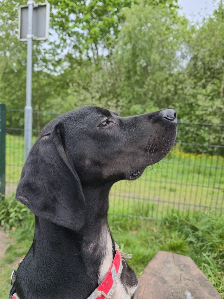 Dobermann kruising Weimaraner,, 15 weken tot 1 jaar, Reu, Parvo, Eén hond