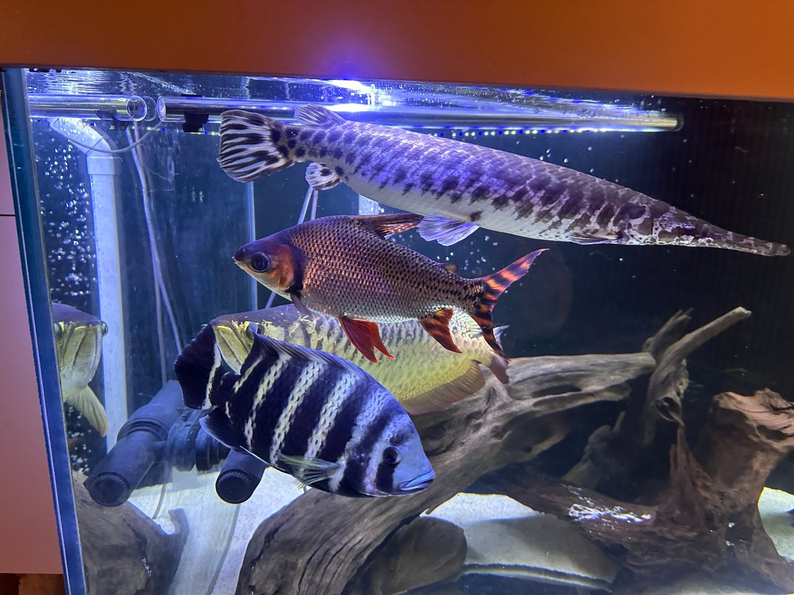 Visbestand te koop of ruil tegen malawi, Dieren en Toebehoren, Vissen | Aquariumvissen, Vis