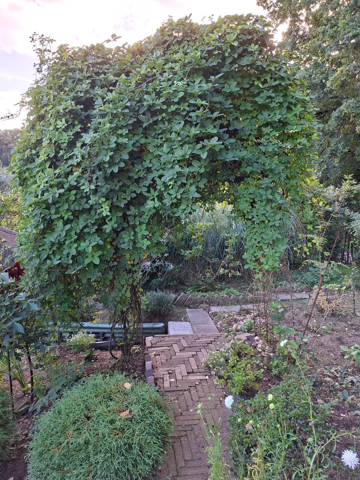 IJzeren pergola met klimplant - 3 meter hoog, Tuin en Terras, Ophalen of Verzenden, Gebruikt