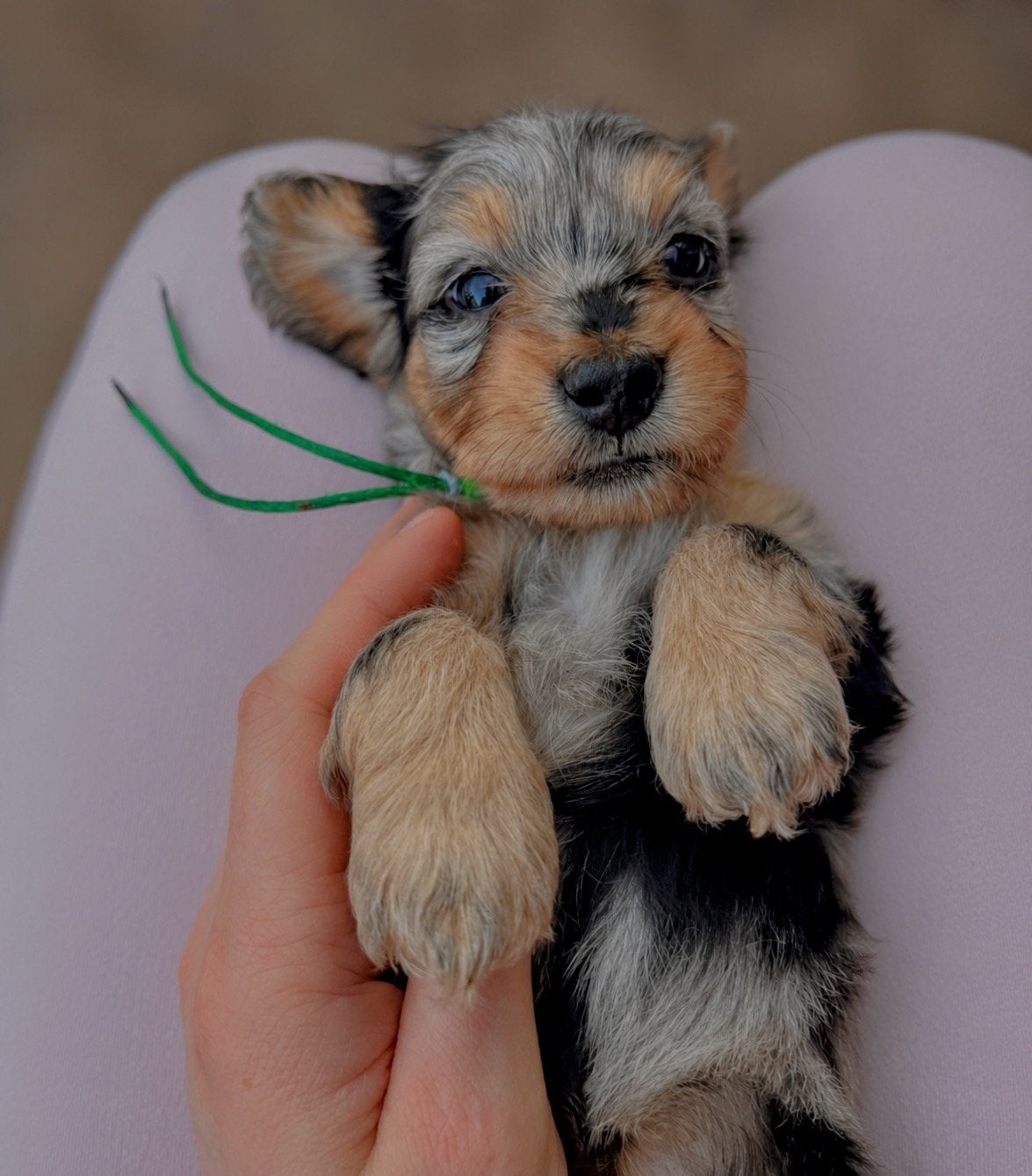 •MALLETECKEL•    DWERGTECKEL X MALTEZER !speciale kruising!., 8 tot 15 weken, Dwerg, Langhaar, Parvo