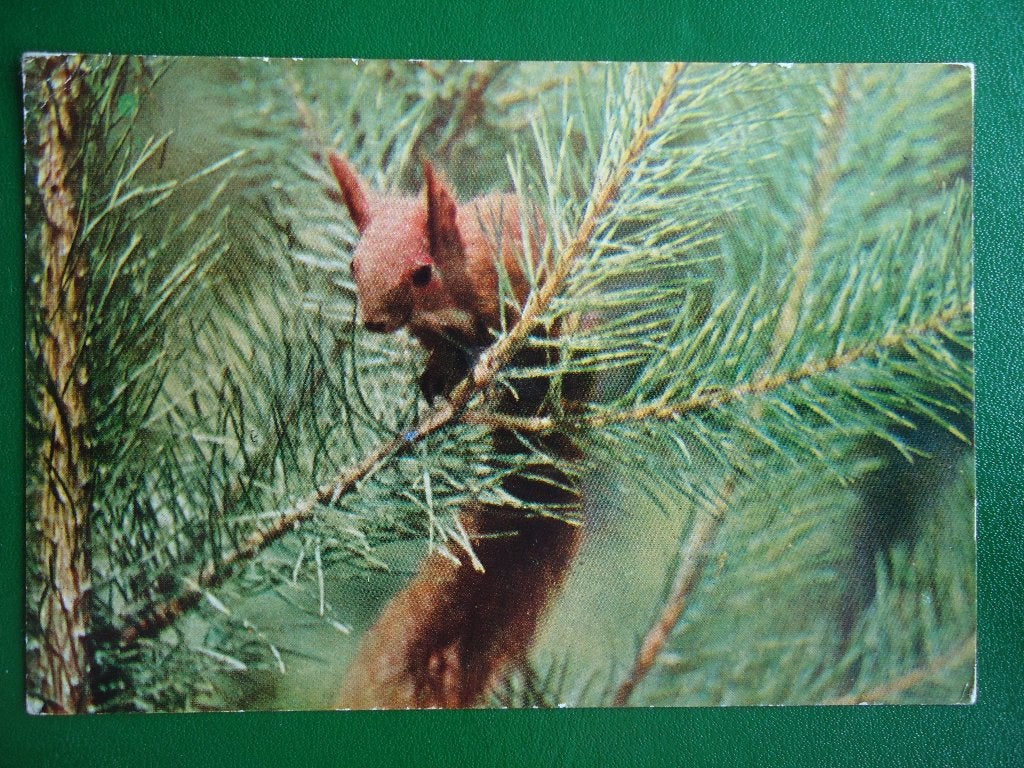 (2195) Dierenkaart: EEKHOORN, Verzenden, 1980 tot heden, Gelopen, Overige soorten