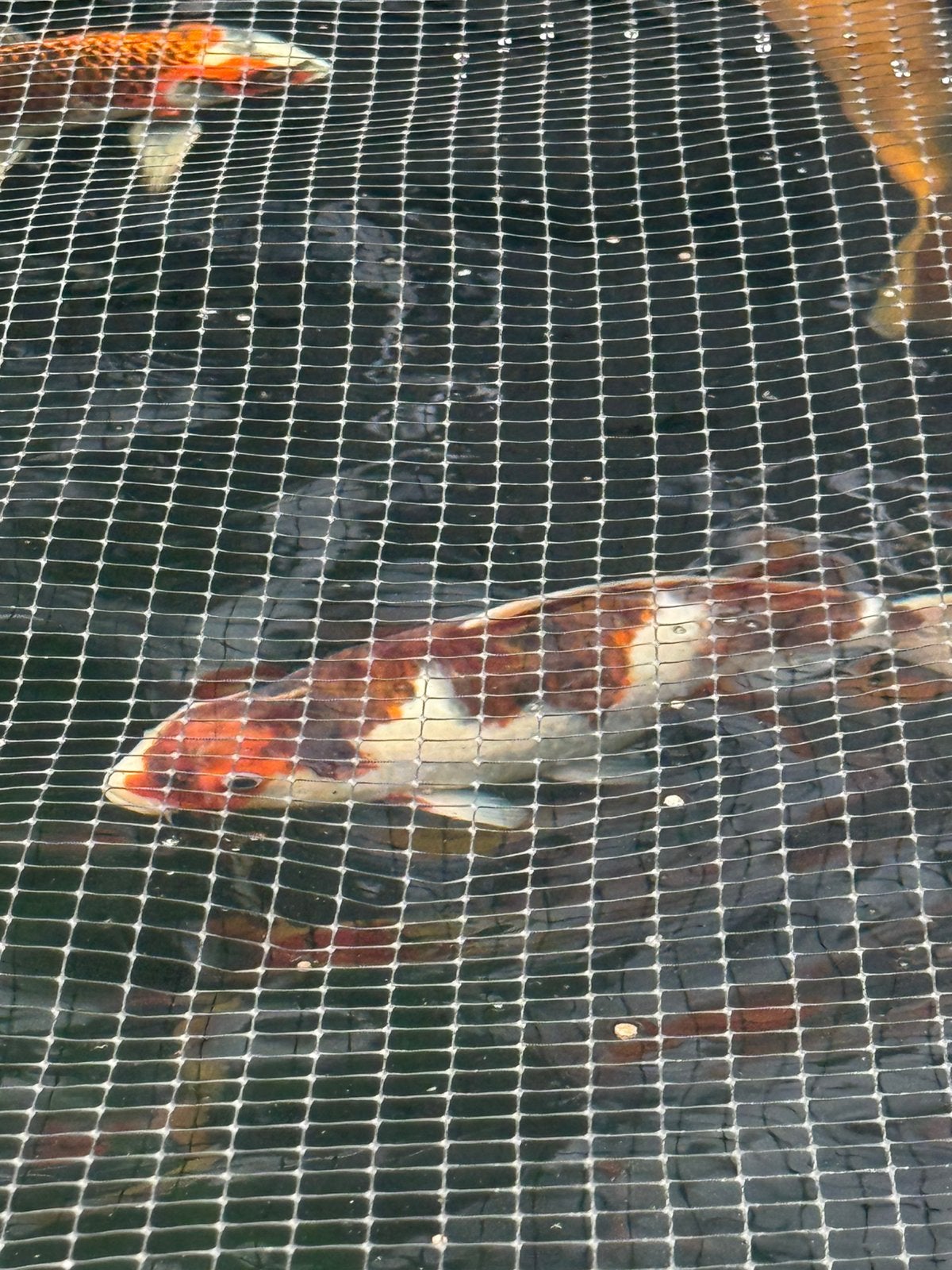 Budo goromo, Dieren en Toebehoren, Karper of Koi
