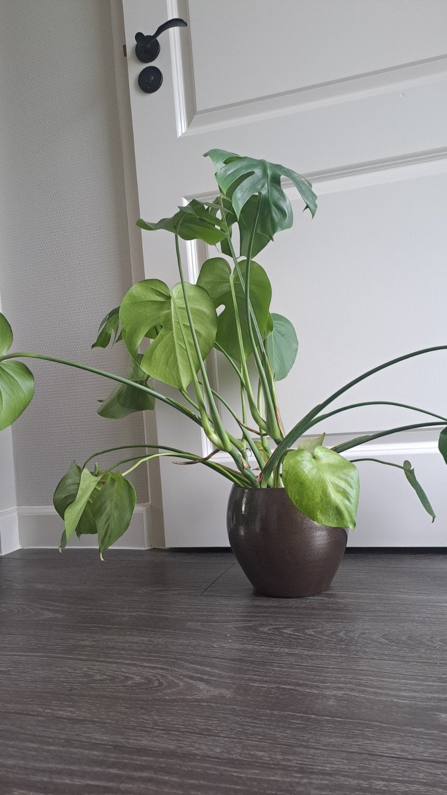 Binnenplant, Ophalen, Halfschaduw, Minder dan 100 cm