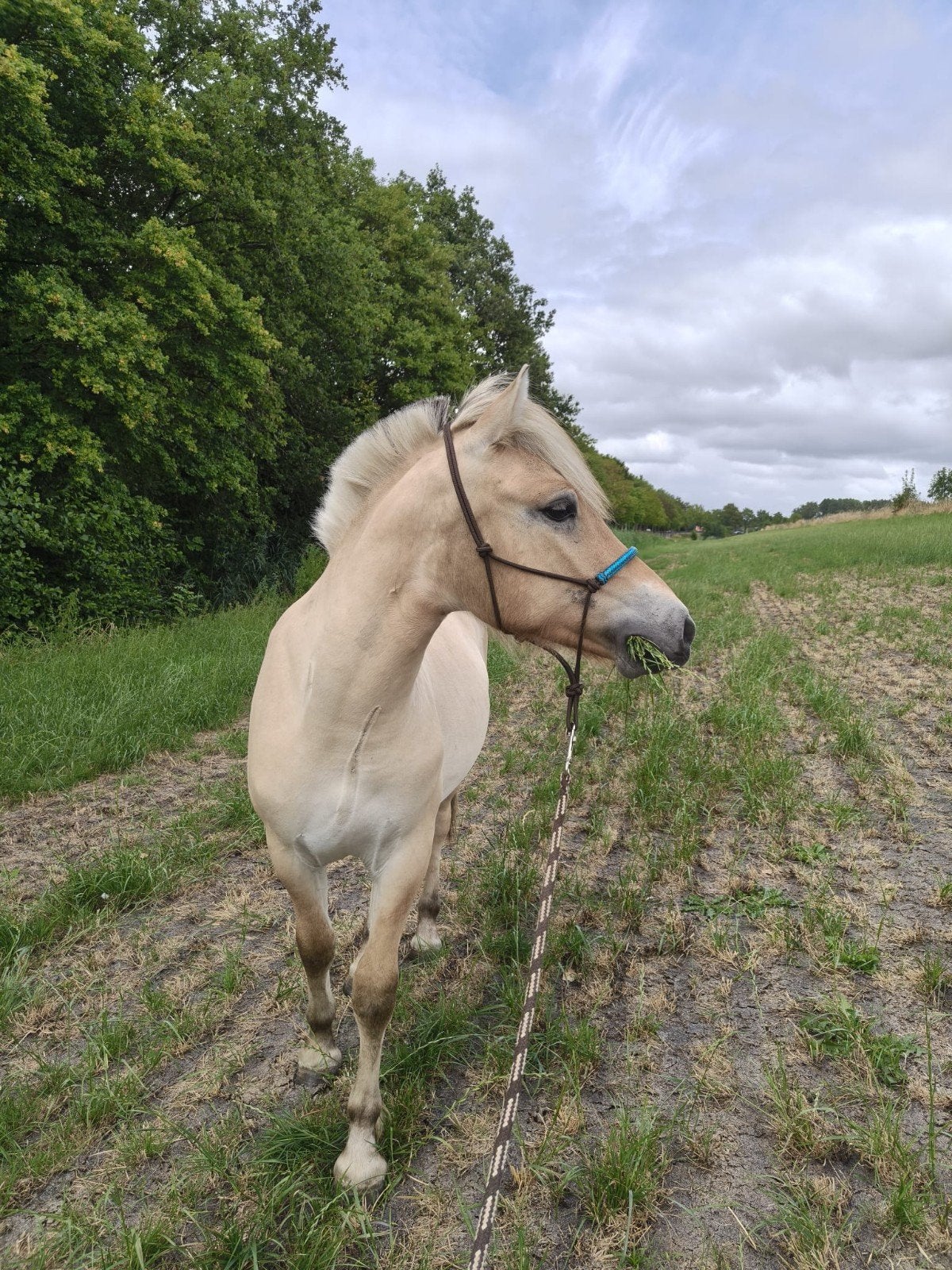 mooie grote fjordenruin jaarling, Dieren en Toebehoren, Met stamboom, Ruin, 0 tot 2 jaar, Recreatiepony