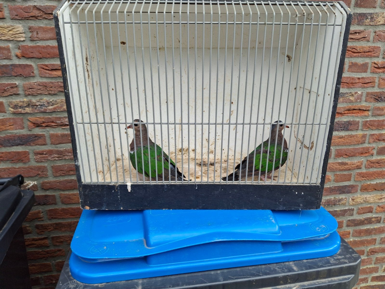 groenvleugel duiven, Meerdere dieren, Geringd