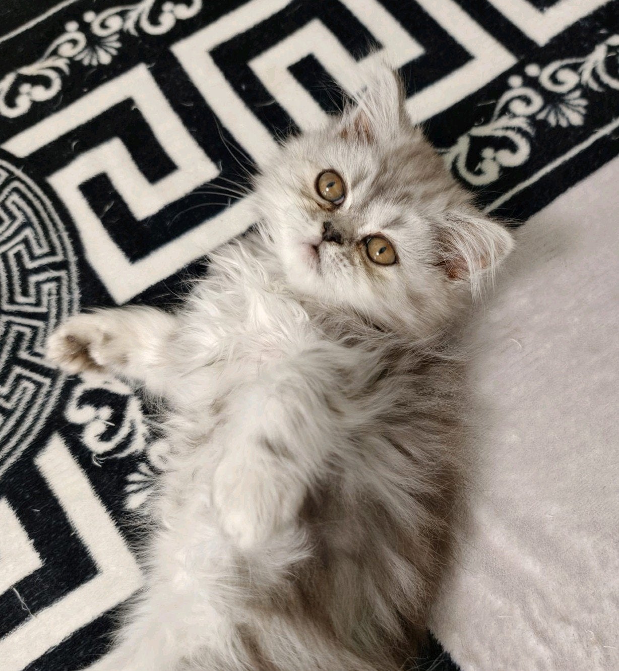 Perzische kitten
