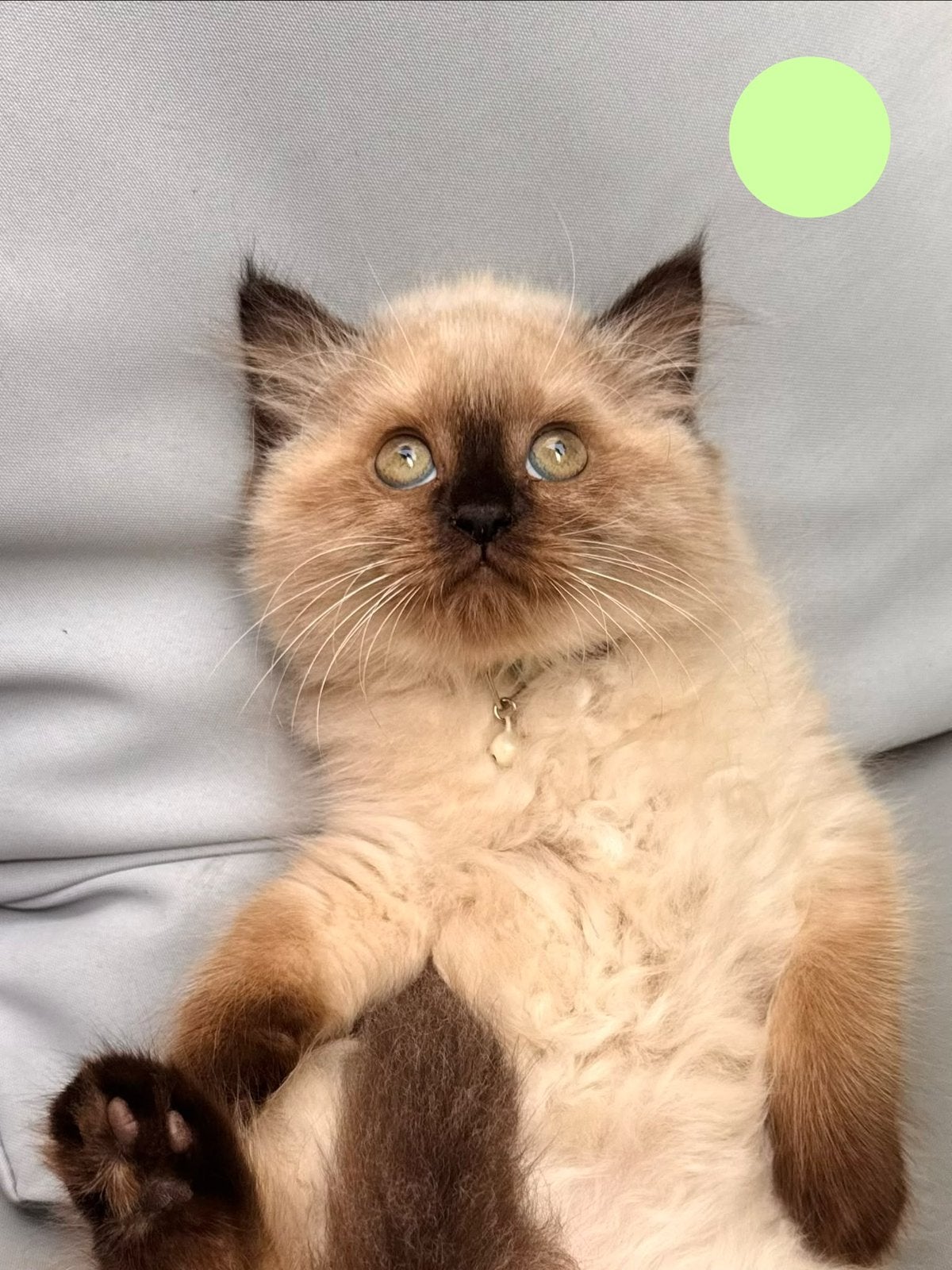 Ragdoll × Perzische kittens Nog 2 poesjes beschikbaar, Meerdere dieren, Ontwormd, 0 tot 2 jaar