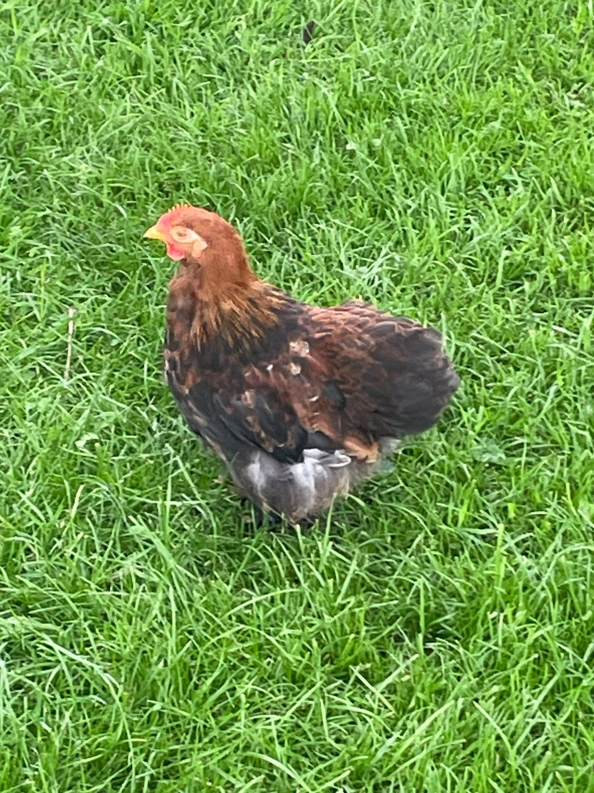 Te koop 3 cochin krielhaantjes, Dieren en Toebehoren, Pluimvee, Mannelijk, Kip