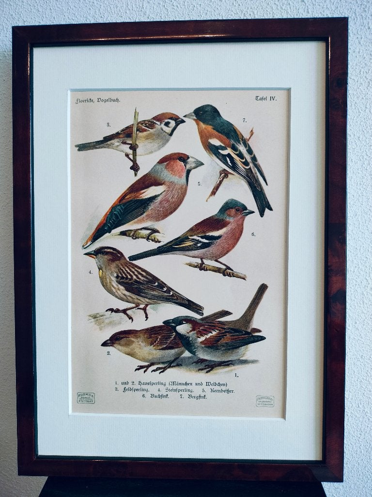 Litho Floericke Huismus Appelvink Keep Vink 1922, Ophalen of Verzenden