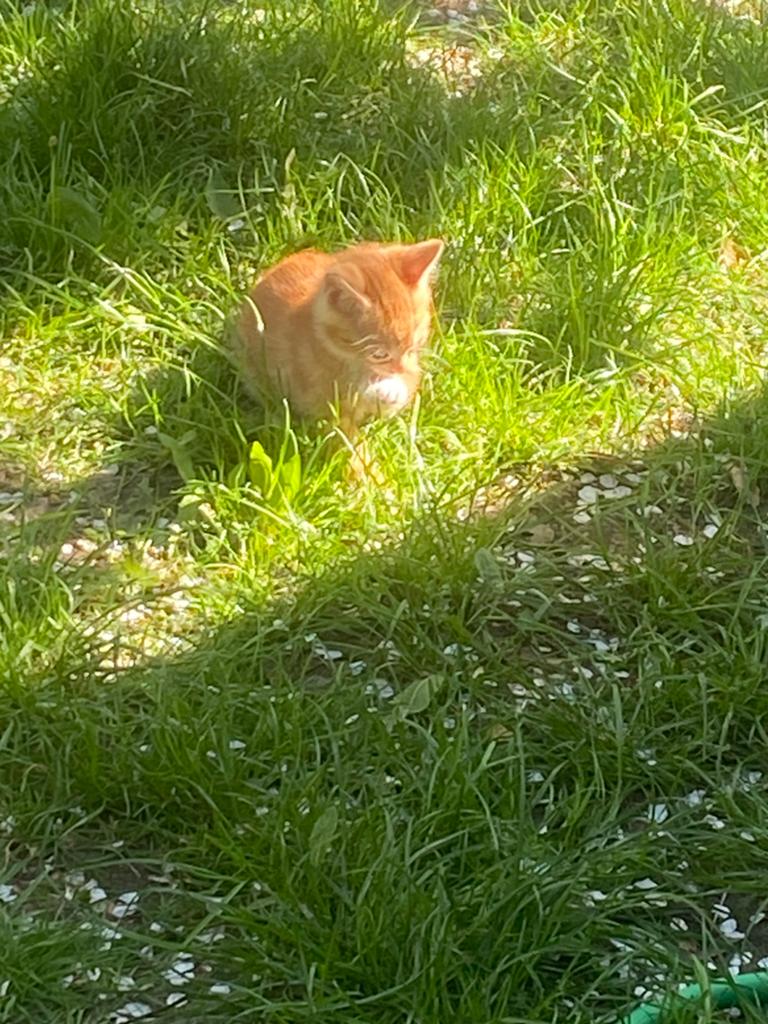 Schattige kittens te koop, Poes, Kortharig, 0 tot 2 jaar
