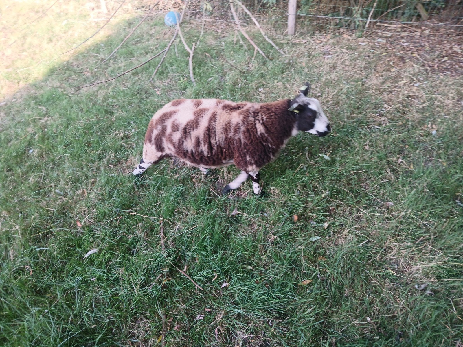 te koop aangeboden bonte ram, Dieren en Toebehoren, Schapen, Geiten en Varkens, Mannelijk, Schaap