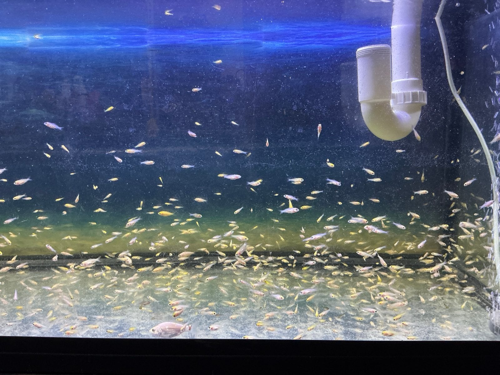 Baby koi, vorige maand geboren, Dieren en Toebehoren, Vissen | Vijvervissen, Karper of Koi