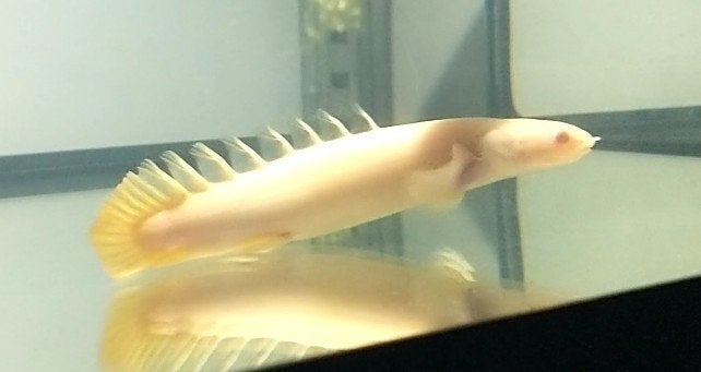 gezonde albino Kwastvinsnoek 12cm, Vis, Zoetwatervis