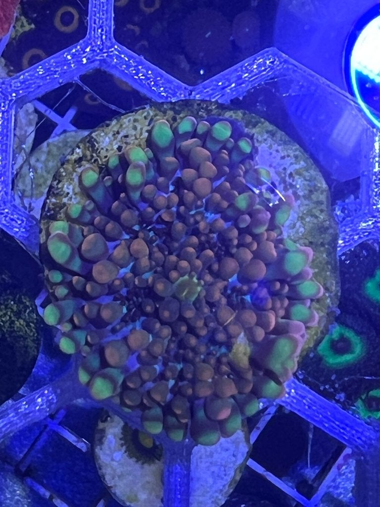 Oren oranje/rood diverse soorten voor zeeaquarium, Overige typen, Zoutwatervis