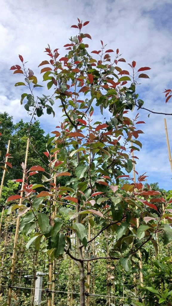 Malus mokum boom (sierappel), Lente, 250 tot 400 cm, Volle zon, In pot