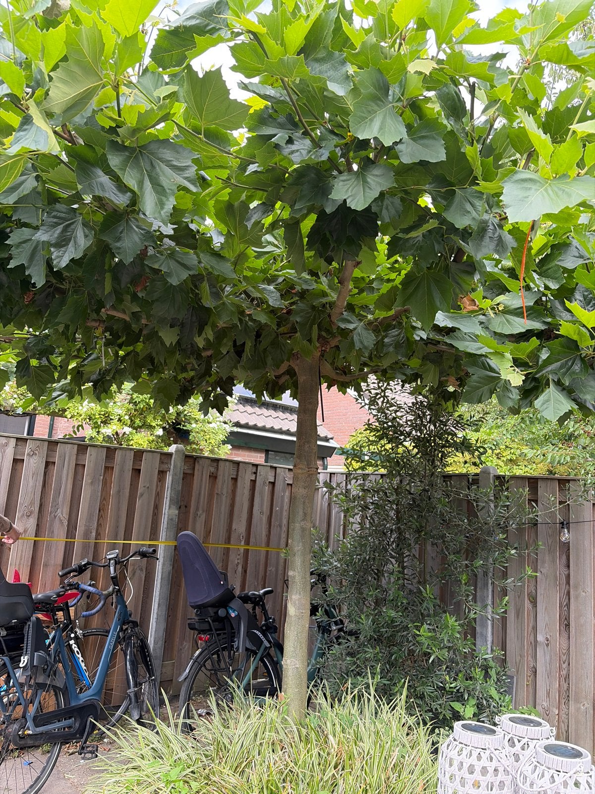 Grote Dakboom (Plataan) - Ideaal voor schaduw, Tuin en Terras, Planten | Bomen, Bloeit niet, Dakboom, 400 cm of meer, Ophalen