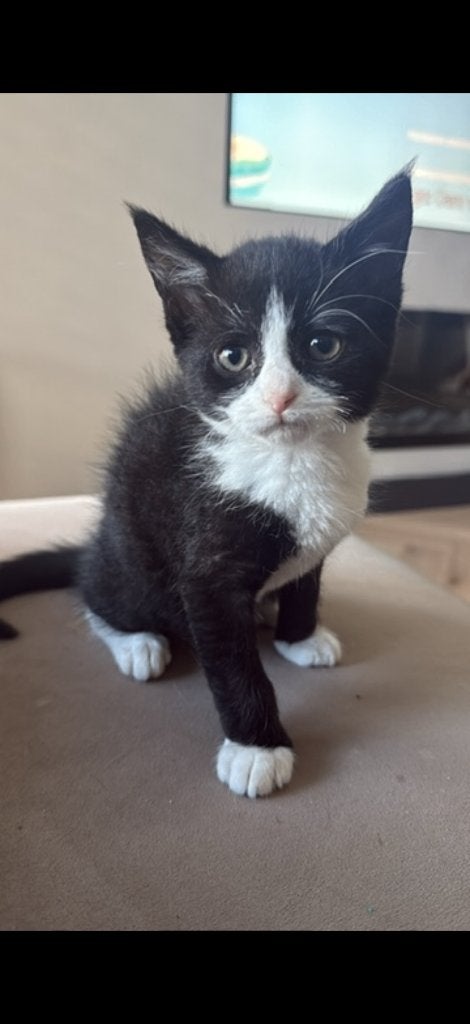 Prachtige zwart-witte kater – Britse Korthaar, Dieren en Toebehoren, Kater, Met stamboom, 0 tot 2 jaar
