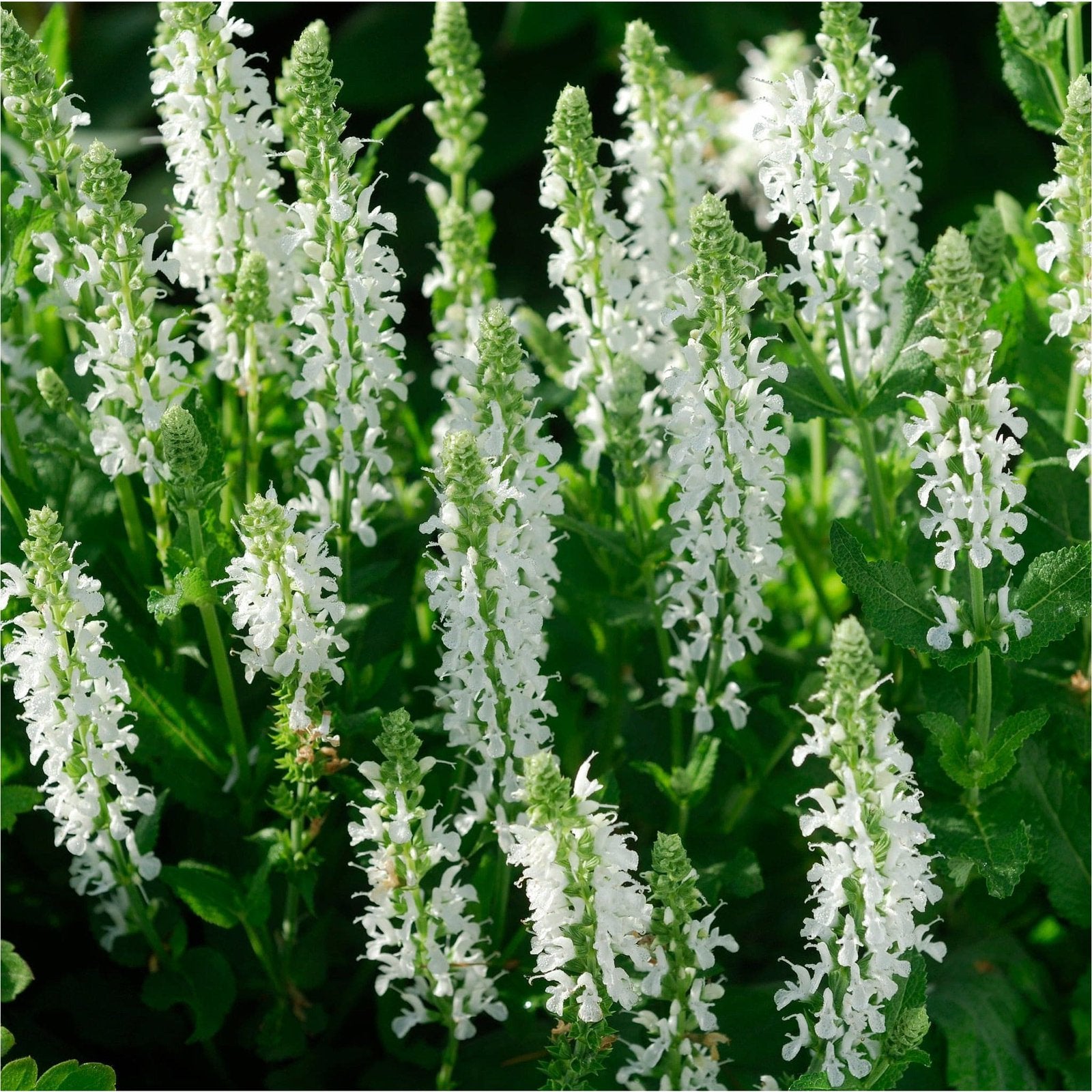 Salvia nemorosa 'Schneehugel' / Salie P9, Ophalen of Verzenden, Vaste plant, Overige soorten, Volle zon