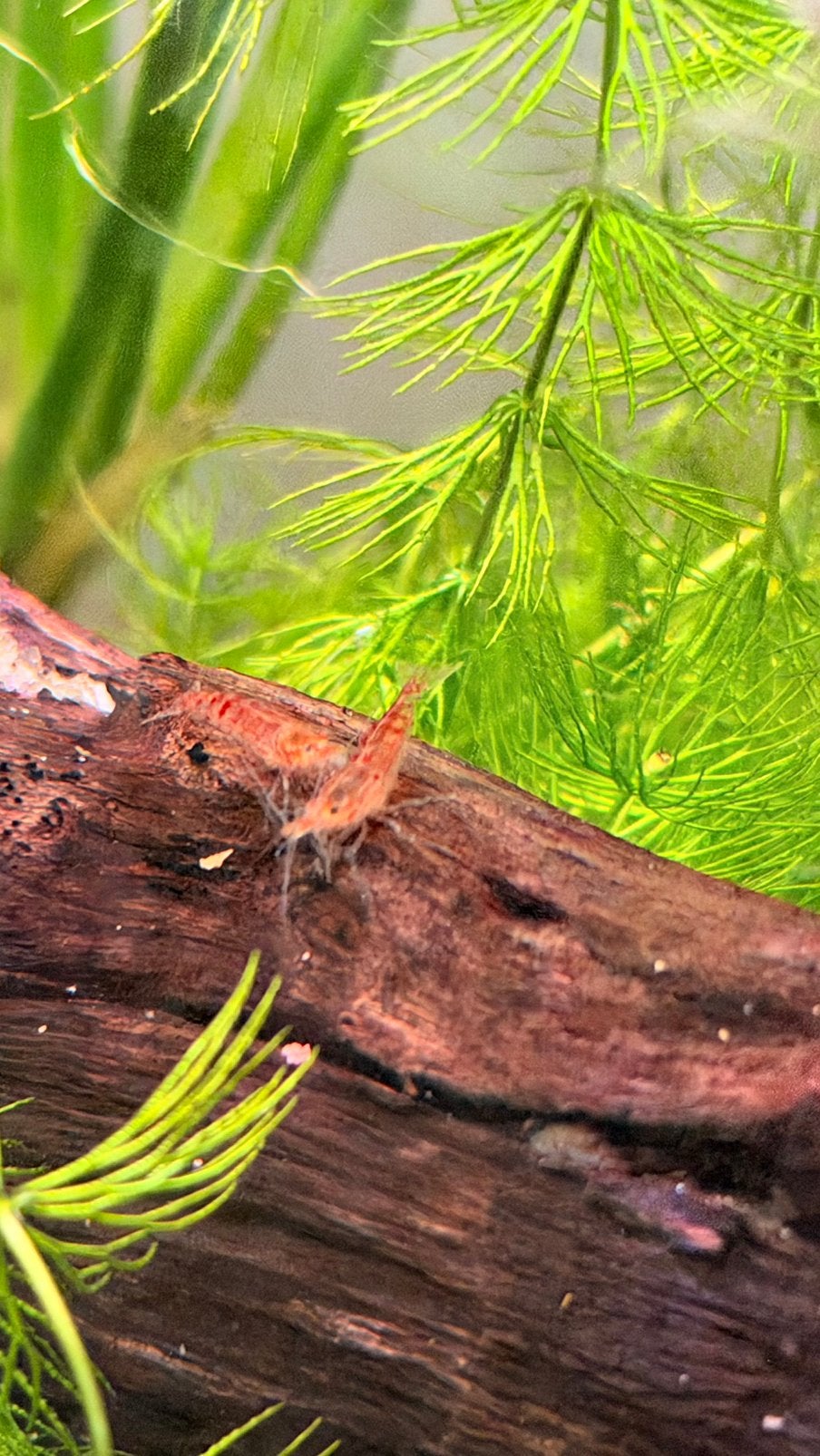 Neocaridina dwerggarnalen, gemengde kleuren | 5 voor €5,-, Kreeft, Krab of Garnaal
