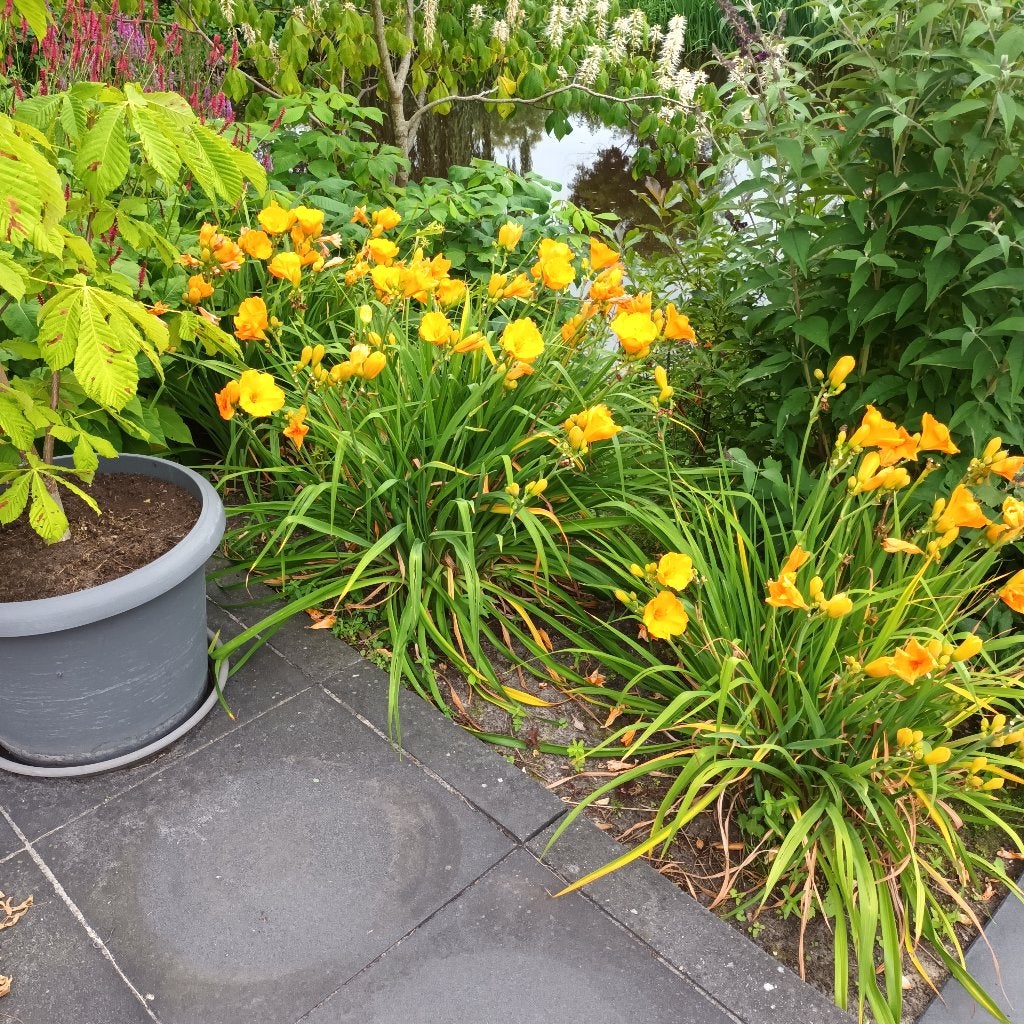 Tuinplanten, Ophalen, Vaste plant, Overige soorten, Halfschaduw