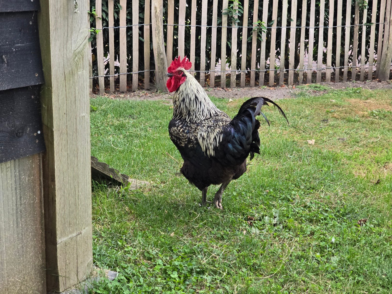 mooie forse blue de lande haan, Dieren en Toebehoren, Pluimvee, Mannelijk, Kip