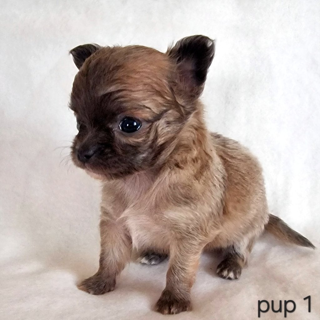 Chihuahua pups, België, Particulier, 8 tot 15 weken, Parvo