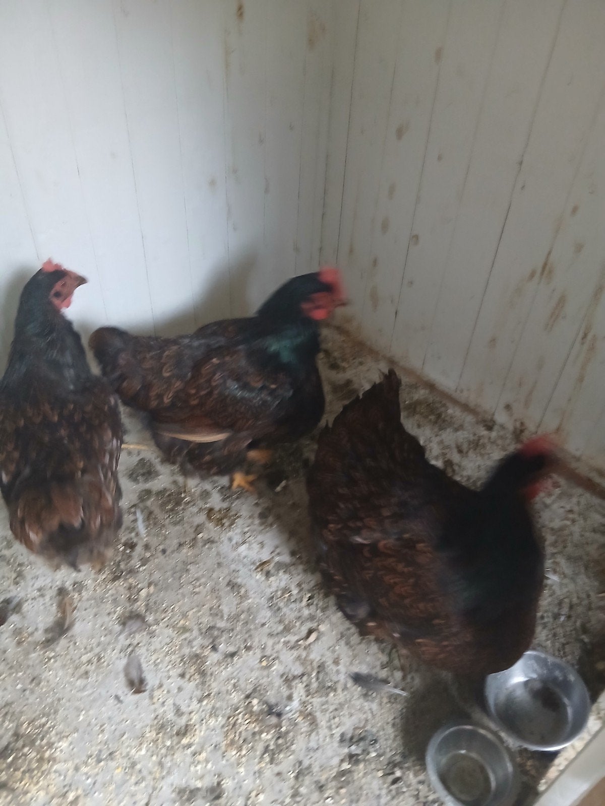 Wyandotte goud zwart gezoomd ( Groot ), Vrouwelijk, Kip