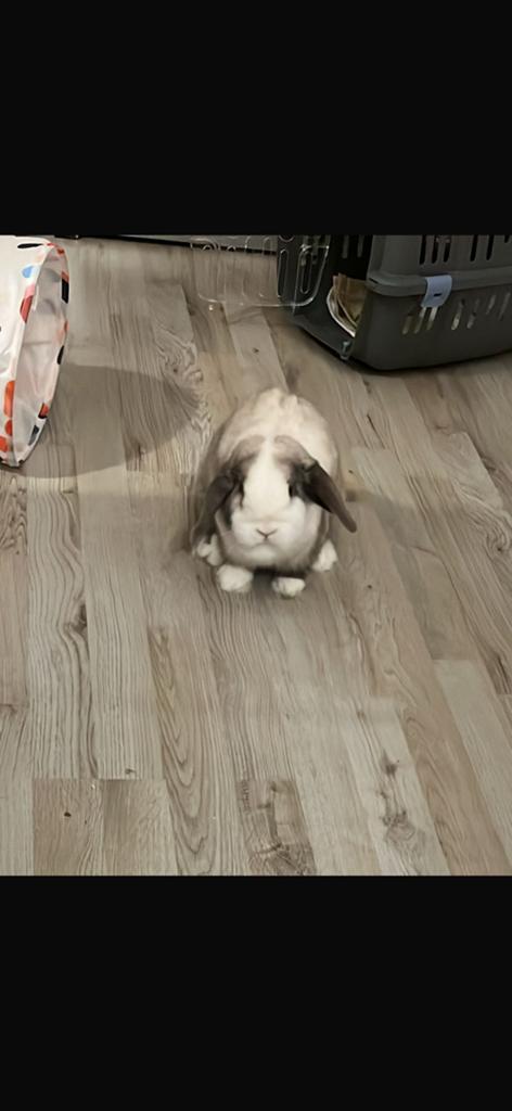 Konijnen, Juni, Meerdere dieren, Overige typen, Tam