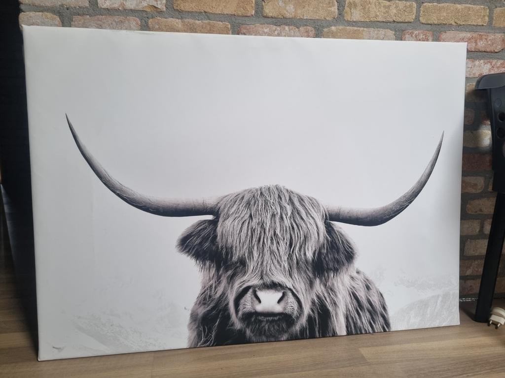 Afbeelding Schotse hooglander., Ophalen, Zo goed als nieuw, 100 tot 125 cm, Print