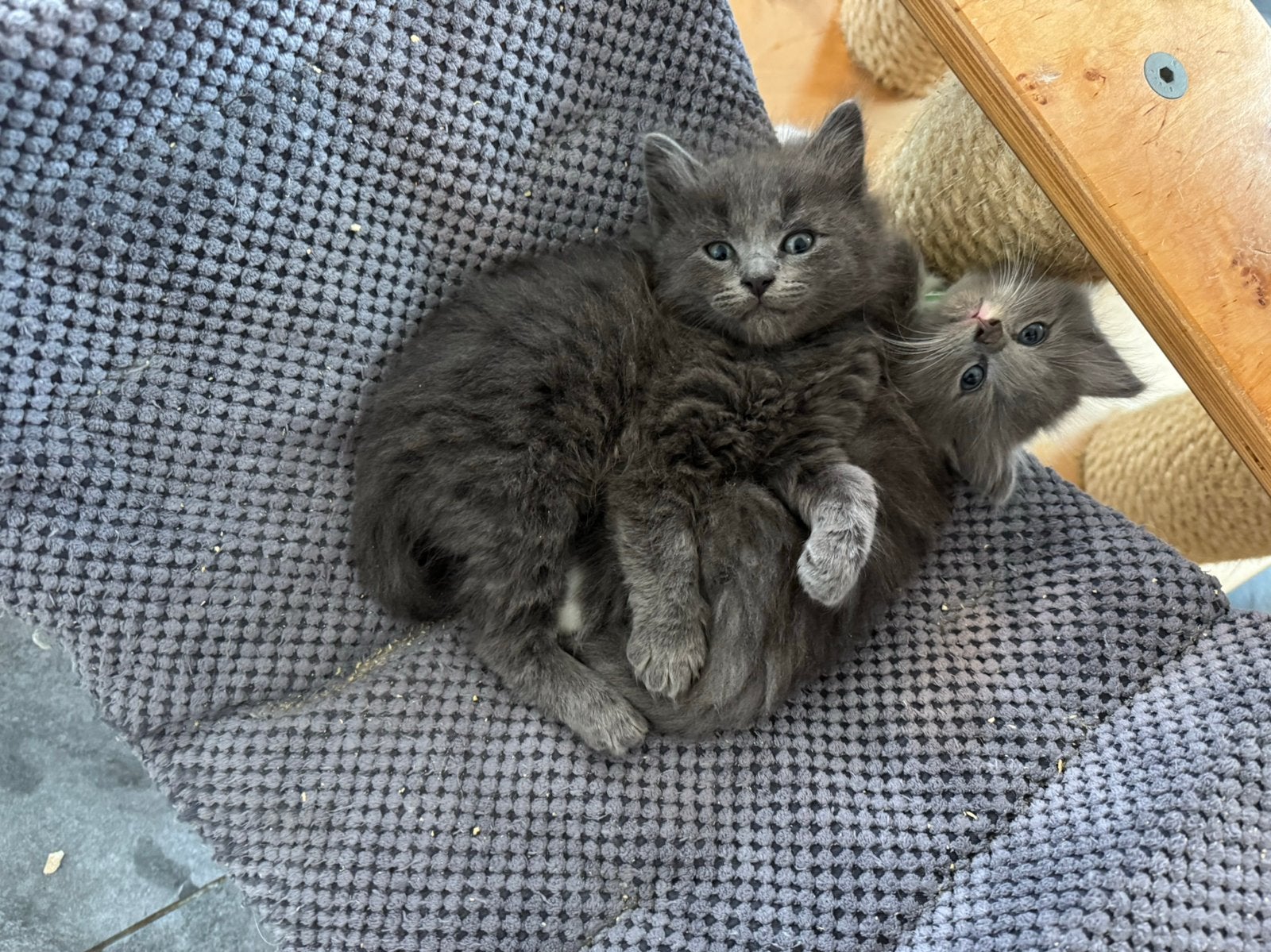 Ragdoll x Nebelung kitten katertje, Dieren en Toebehoren, Meerdere dieren, Ontwormd, 0 tot 2 jaar