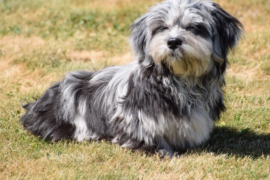 Boomer pups prachtige kleuren., Nederland, 15 weken tot 1 jaar, Parvo, Meerdere