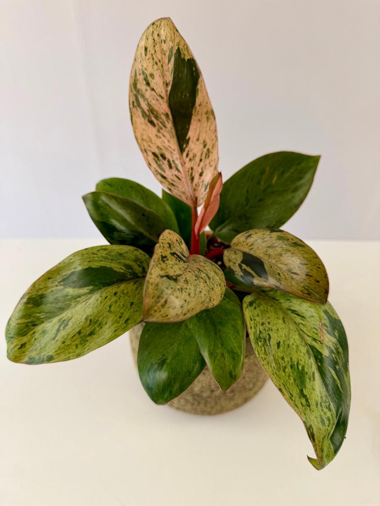 Philodendron Red Congo Dwarf Variegated p12, Huis en Inrichting, Kamerplanten, Overige soorten, In pot, Minder dan 100 cm, Groene kamerplant