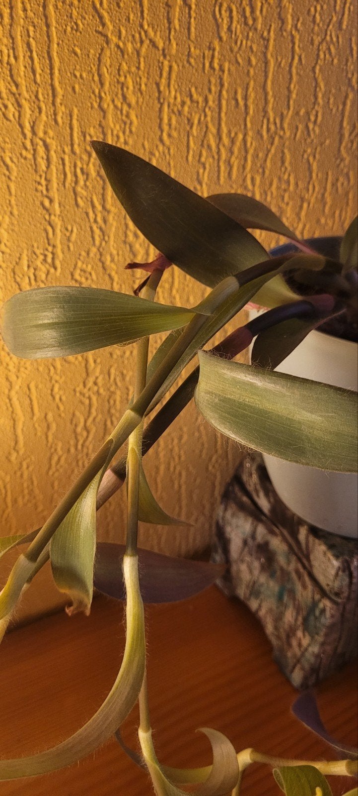Tradescantia Zebrina - Levendige Hangplant in Pot, Ophalen, Overige soorten, Halfschaduw, In pot