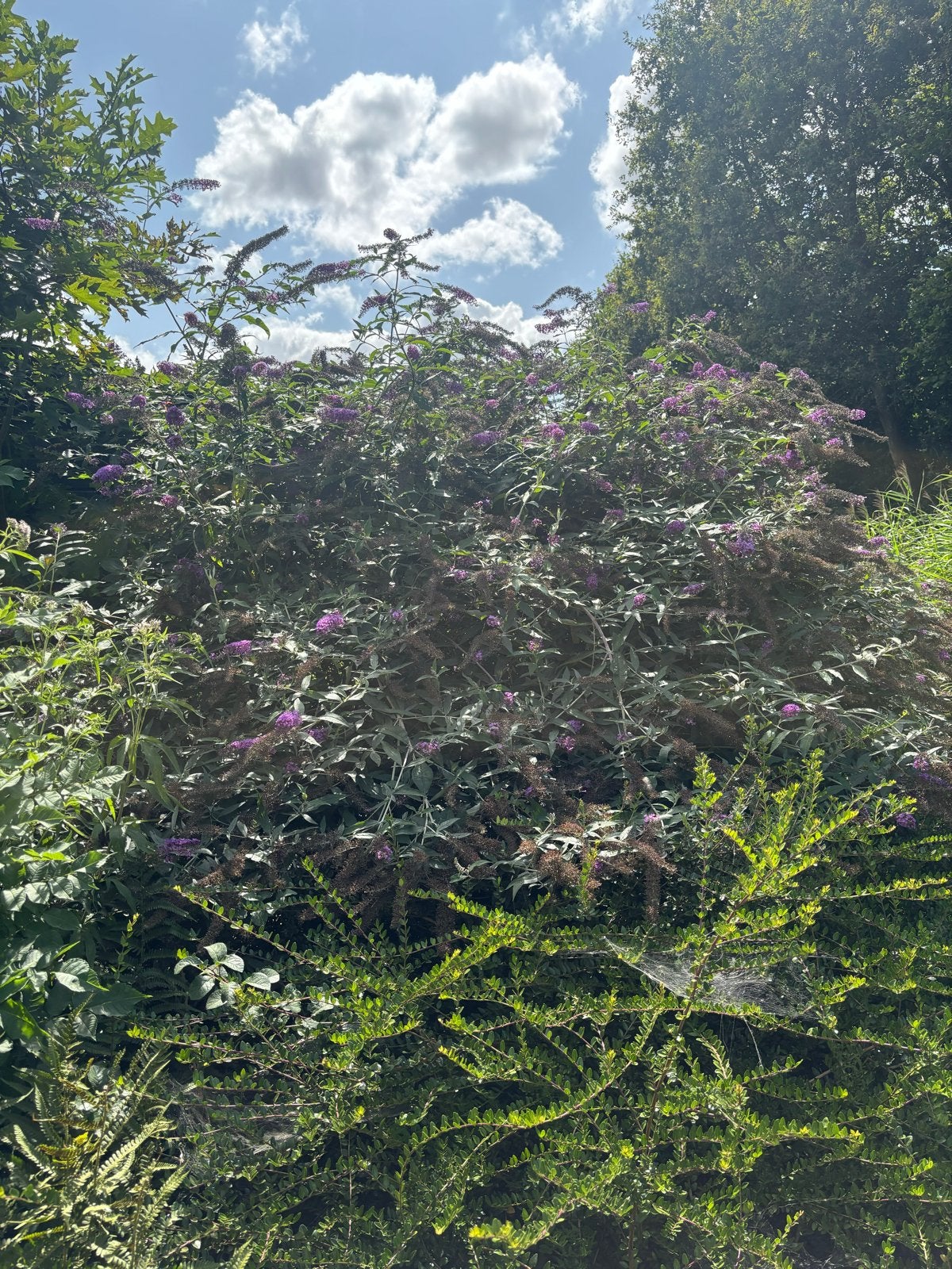 Vlinderstruik (Buddleja davidii) - Paarse bloemen, Tuin en Terras, Volle zon, Vaste plant, Zomer, Ophalen
