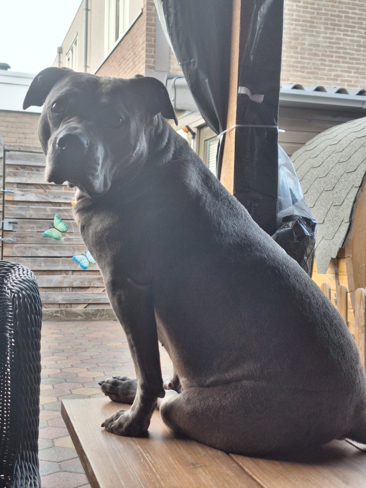 te koop american bully herplaatsing, Teef, Parvo, Bulldog, Eén hond