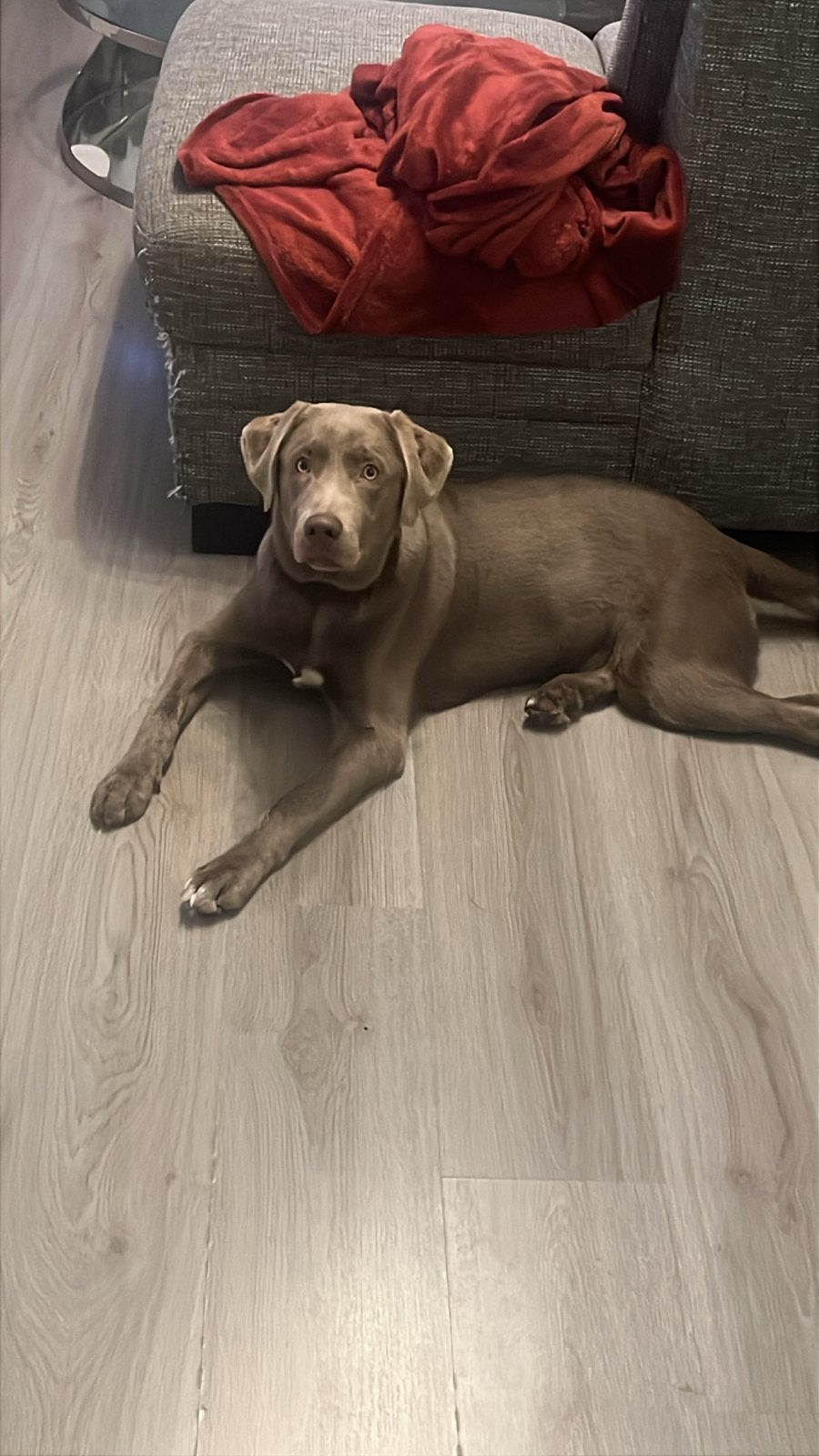 Herplaatsing 7 maanden oude grijze labrador, 15 weken tot 1 jaar, Reu, Eén hond, CDV (hondenziekte)