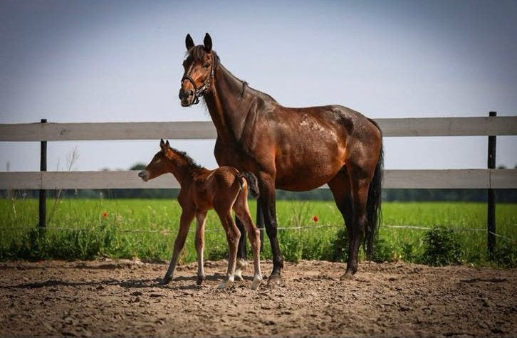 Prachtig Kwpn paard met merrie veulen!🥰, Merrie, Met stamboom