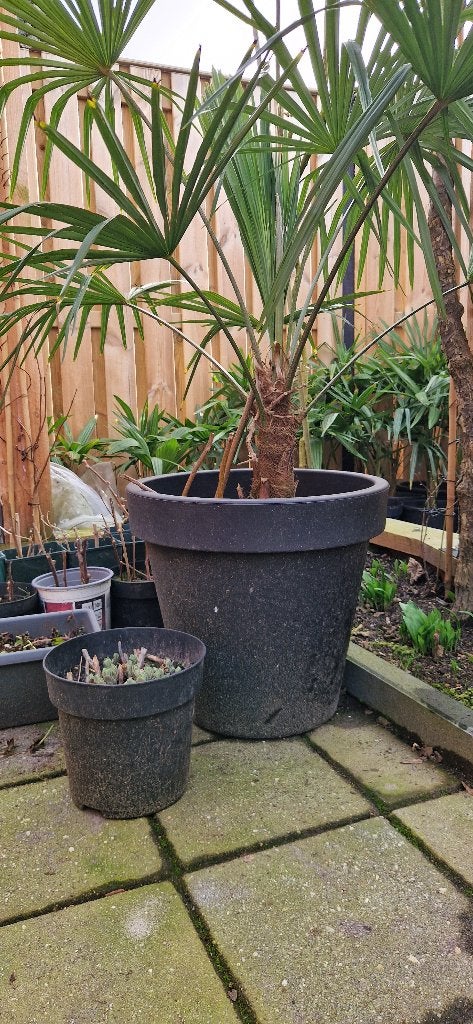 Foto 10 van Trachycarpus Fortunei    AANBIEDING