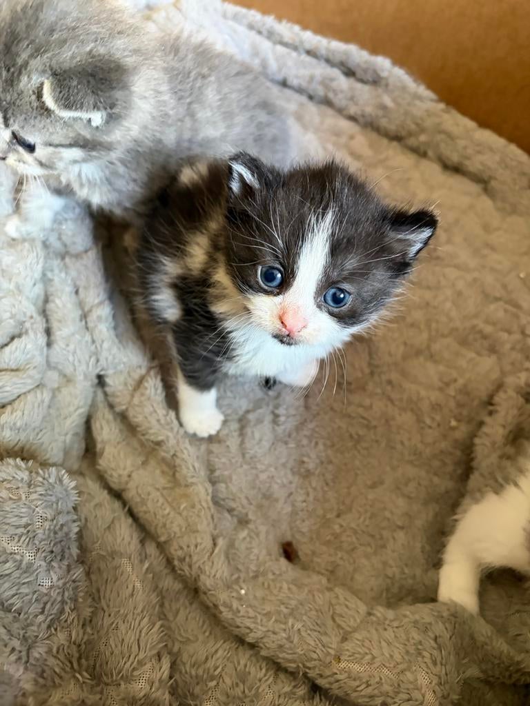 Kittens te koop, Dieren en Toebehoren, Katten en Kittens | Raskatten | Korthaar, Meerdere dieren