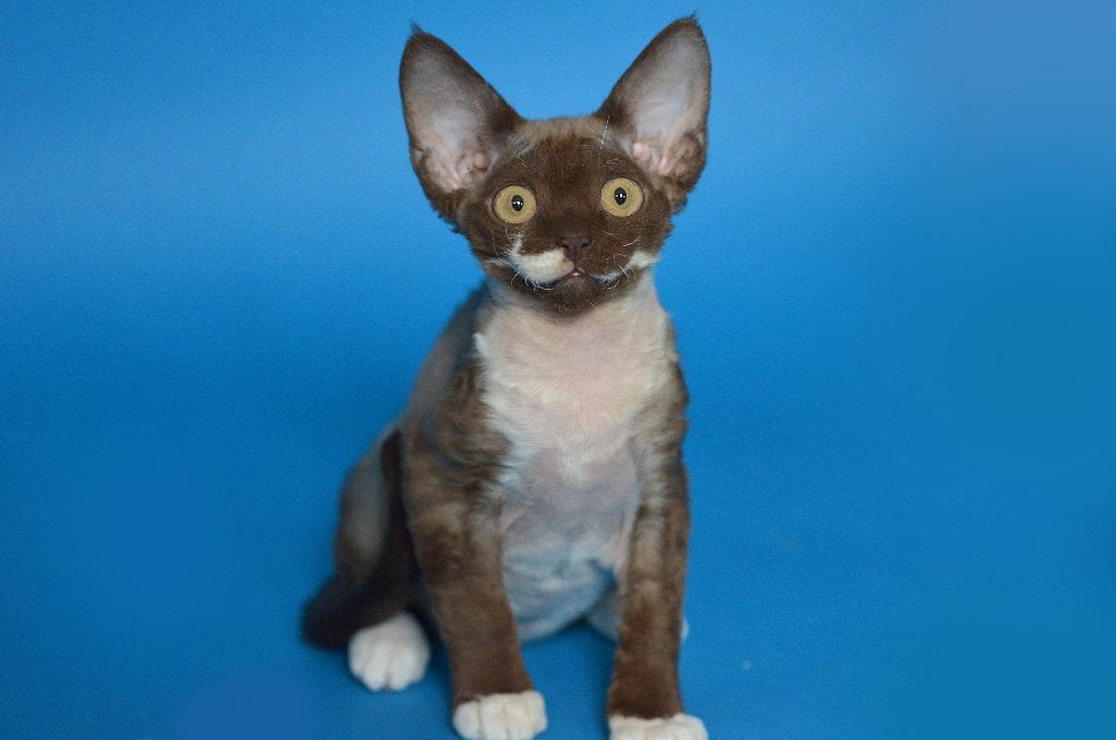 devon rex, Dieren en Toebehoren, Katten en Kittens | Raskatten | Korthaar, Meerdere dieren, Met stamboom, 0 tot 2 jaar