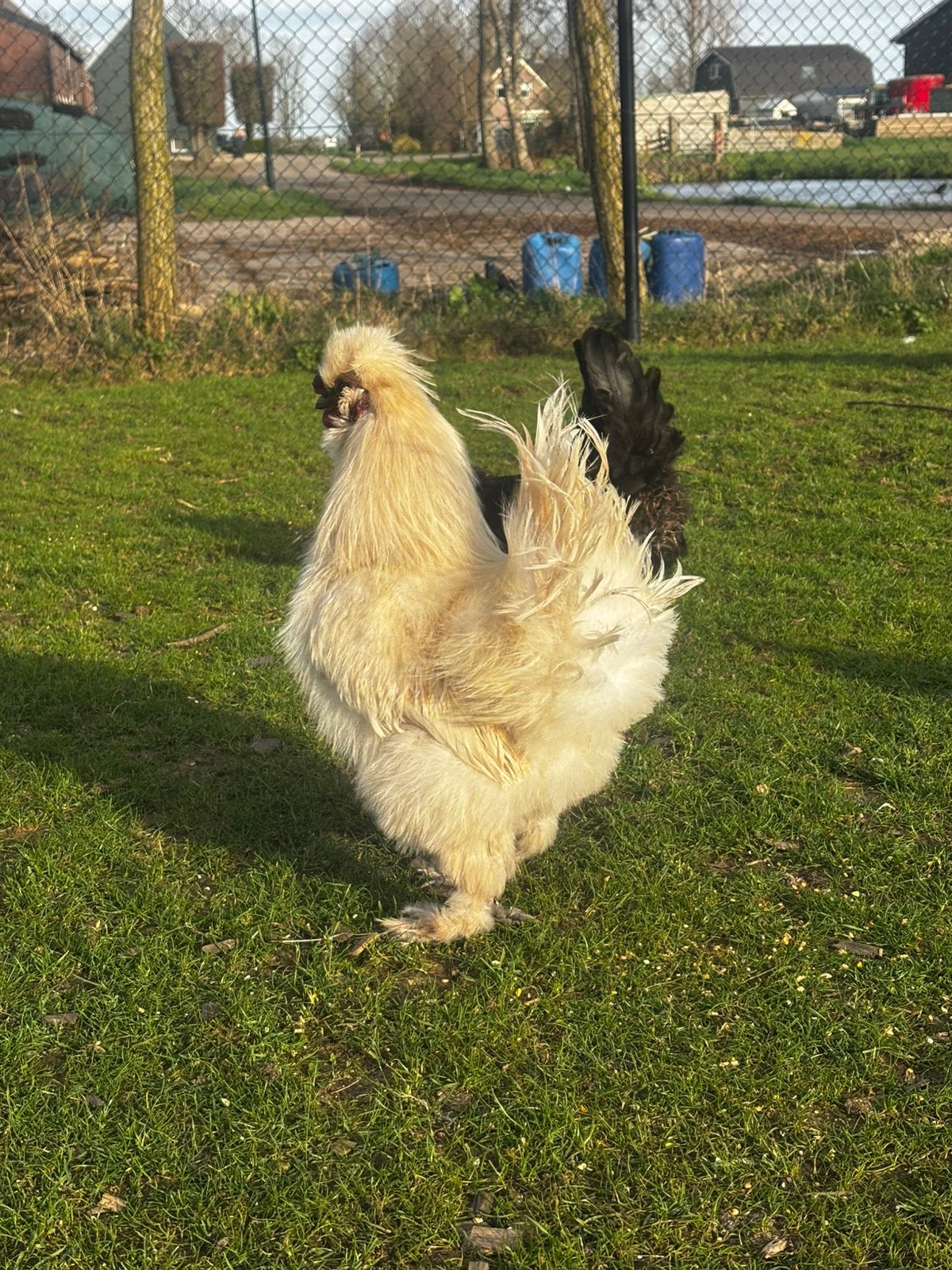 2 gratis hanen, Mannelijk, Kip